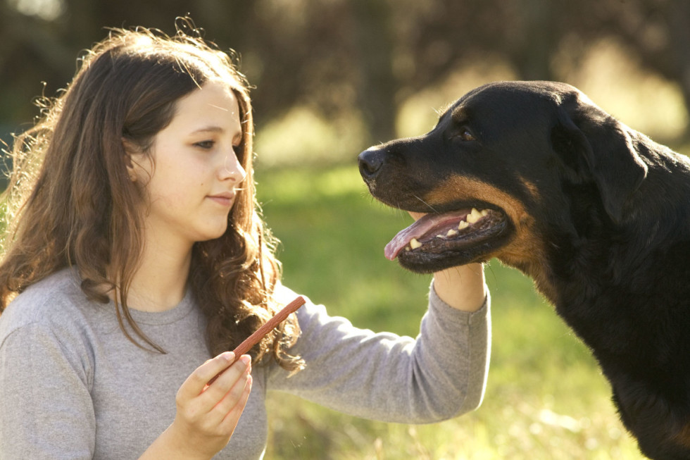 Du får både komma ut, gulla med en härlig hund och tjäna lite extrapengar